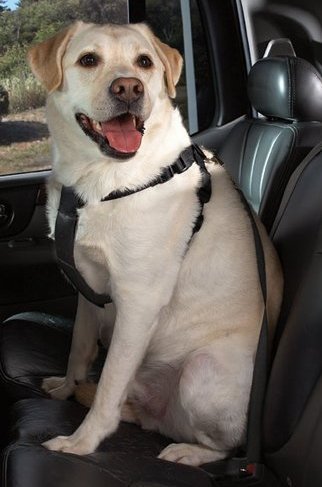 Pet Dog Car Safety Seat Belt Adjustable Clip Lead Leash for Dogs Pet Pet Dog Car Safety Seat Belt Adjustable Clip Lead Leash for Dogs Pet